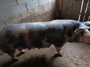 Disponibila scroafa pietrain foarte buna de reproducere