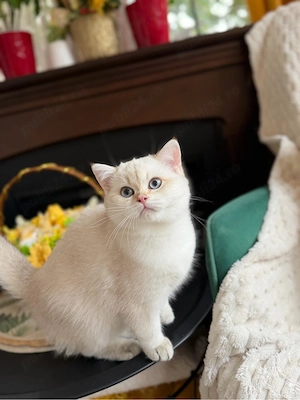 Femela British shorthair ochii albastrii, 3 luni pedigree exceptional  - imagine 2