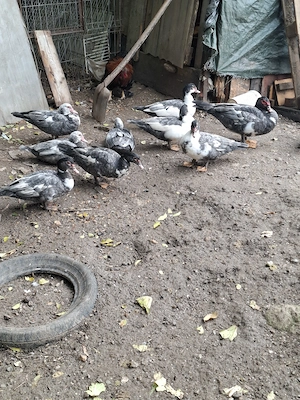 Vând 10 Rațe Mute 9+1 de anu ăsta !!! - imagine 5