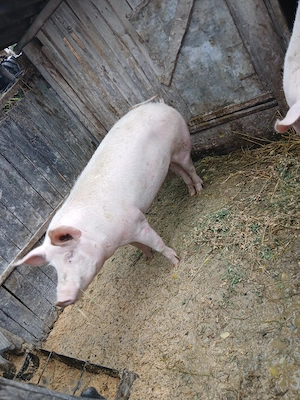 Vand porc 17lei kg  in cristesti botosani 