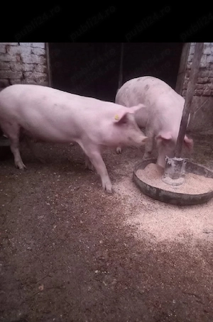 Porci de gospodărie - imagine 2