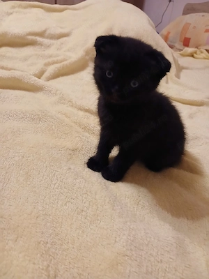 Scottish fold băietel - imagine 3