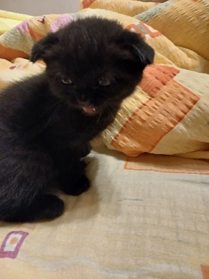 Scottish fold băietel - imagine 4