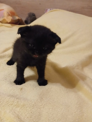 Scottish fold băietel - imagine 2