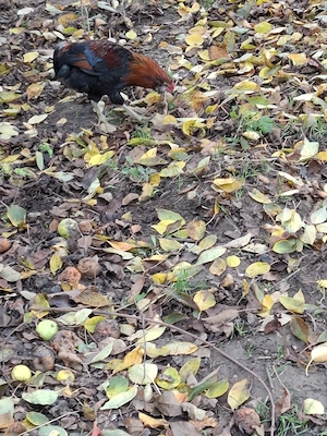 Vând 2 Cocoși de 3 Luni rasă Araucana !!