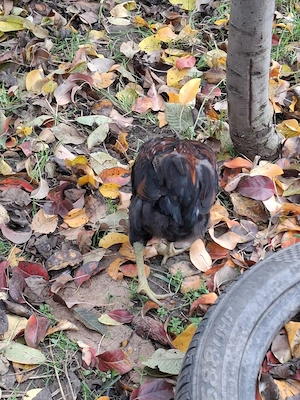Vând 2 Cocoși de 3 Luni rasă Araucana !! - imagine 4