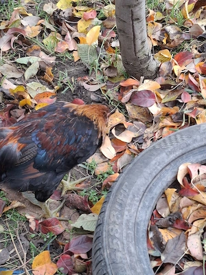 Vând 2 Cocoși de 3 Luni rasă Araucana !! - imagine 5