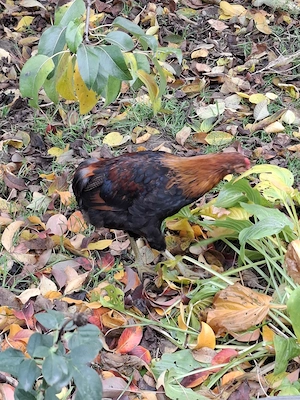 Vând 2 Cocoși de 3 Luni rasă Araucana !! - imagine 2