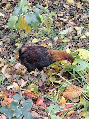Vând 2 Cocoși de 3 Luni rasă Araucana !! - imagine 3