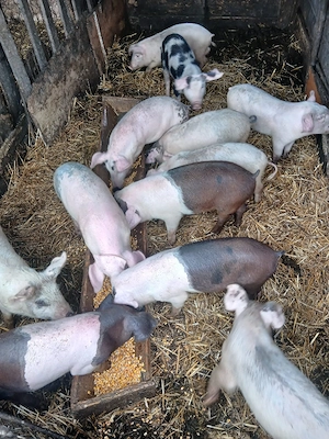 de vânzare 12 soldani 35 40 45 kg unul preț 350 lei bucata unul cu altul sau pe ales  - imagine 3