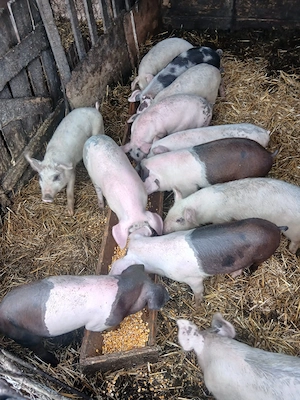 de vânzare 12 soldani 35 40 45 kg unul preț 350 lei bucata unul cu altul sau pe ales  - imagine 2