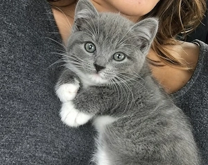 British Shorthair puiuți 