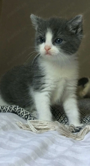 British Shorthair puiuți  - imagine 2