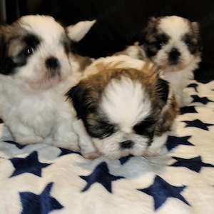  de vînzare shih tzu  - imagine 2