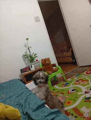 catelus bichon havanez - imagine 5
