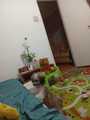 catelus bichon havanez - imagine 4