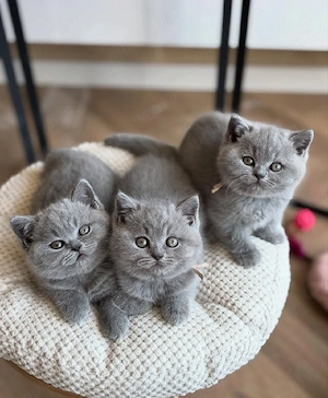 British Shorthair 