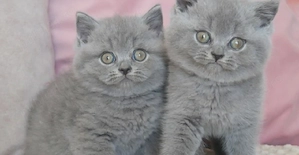 British shorthair