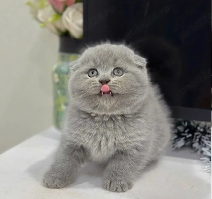 Scottish fold