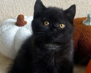 British Shorthair 