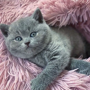 British Shorthair 