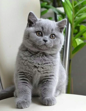 British shorthair