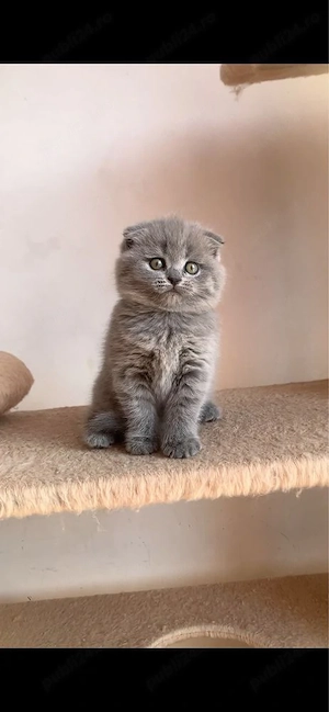 Scottish fold
