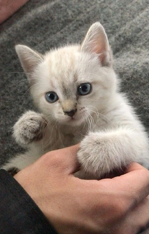 Ragdoll puiuți frumoși 