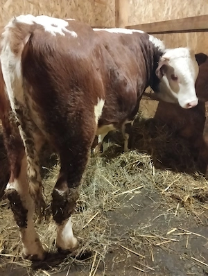 Vând o vițeaua de 10 luni și doi tauri de 9 luni  