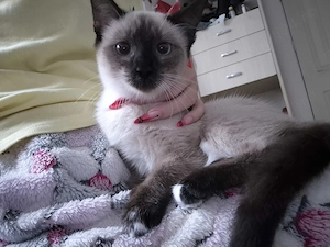Adoptie pisici Siameze