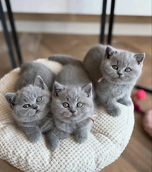 British Scottish fold rasa pura asigur transport