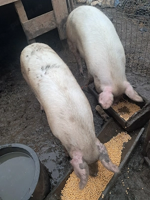 porci  bio