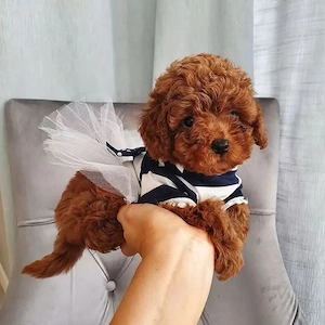 Pudel Poodle mini toy Roșcat 