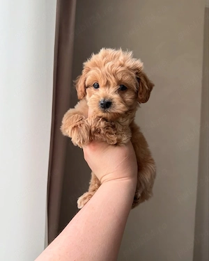 Maltipoo mini toy pudel caniche