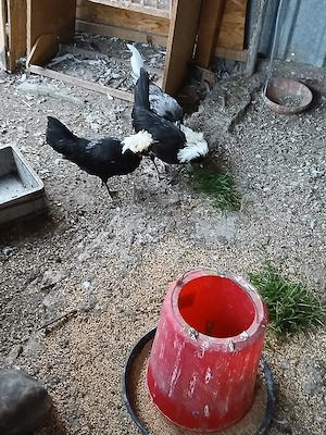 Vând sau schimb cocoși