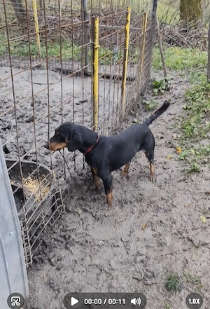 Câine de vânătoare copoi slovac