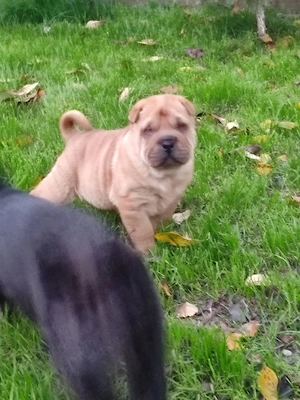 Sharpei de vanzare - imagine 2
