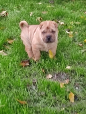 Sharpei de vanzare - imagine 3