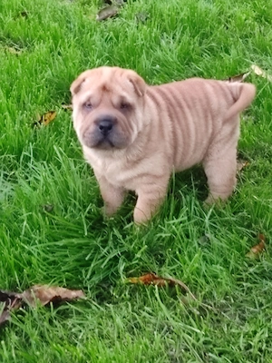 Sharpei de vanzare - imagine 4