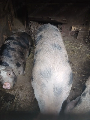 Porci de vânzare.                .      - imagine 4