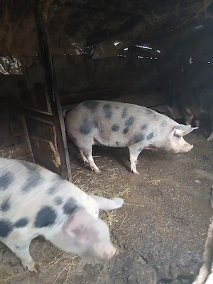 Porci de vânzare.                .      - imagine 3