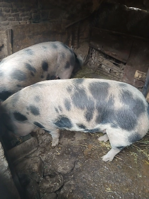 Porci de vânzare.                .      - imagine 2