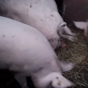 Porci grași  - imagine 2