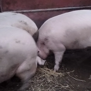 Porci grași  - imagine 4