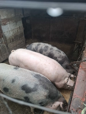 Vand un porc gras - imagine 2