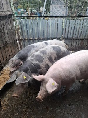 Vand un porc gras - imagine 4