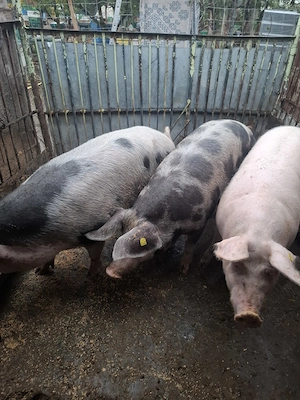 Vand un porc gras - imagine 5