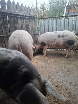 Vand un porc gras - imagine 3