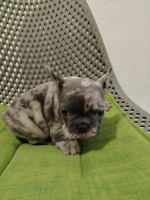 Bulldog Francez  - imagine 3