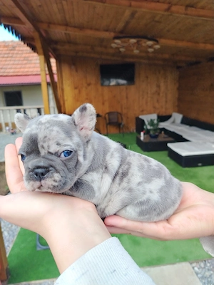 Bulldog Francez  - imagine 4